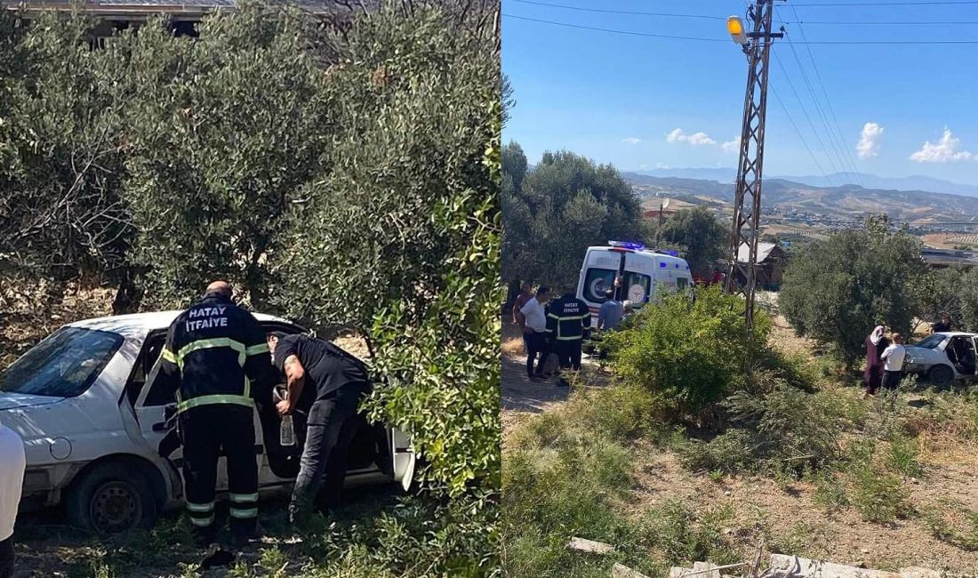 Hatay’ın Altınözü ilçesinde zeytin