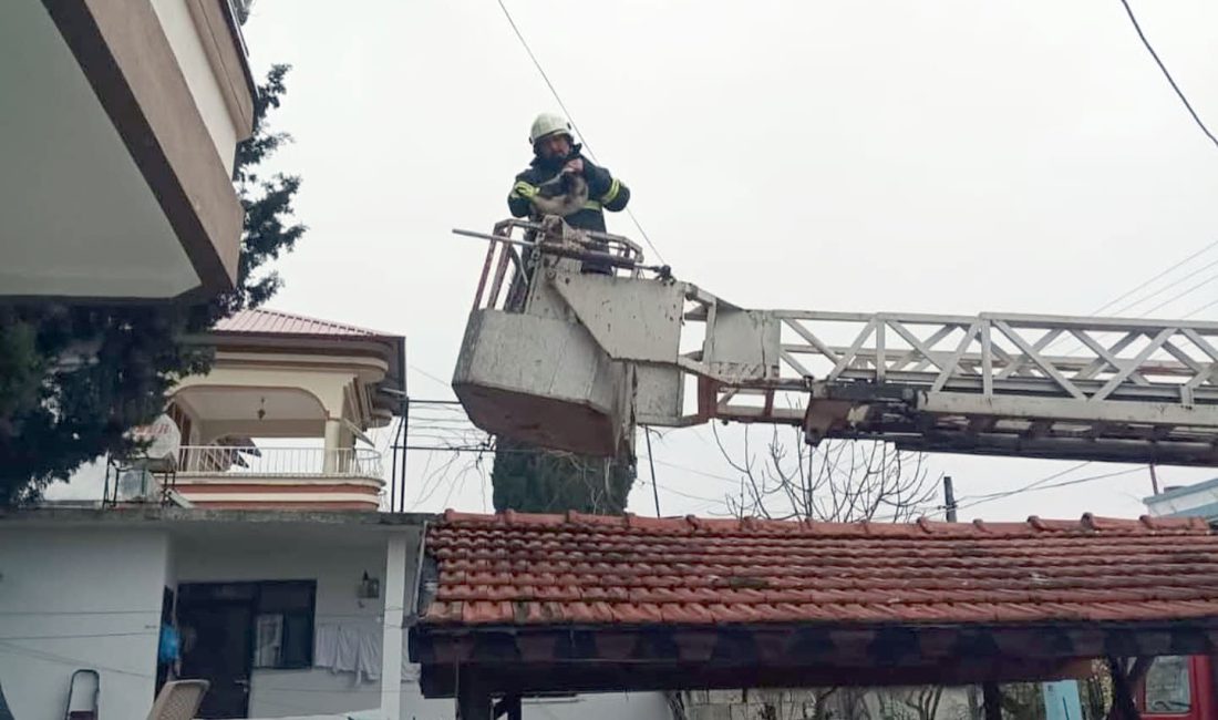 HATAY’ın Altınözü ilçesine bağlı